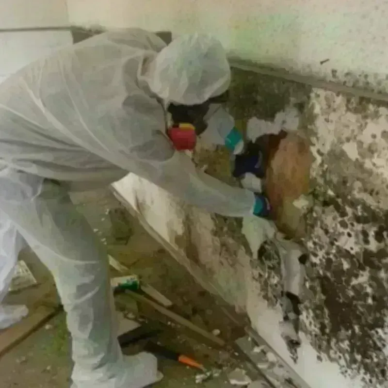 Mold Remediation and Removal in Elizabethtown, NC